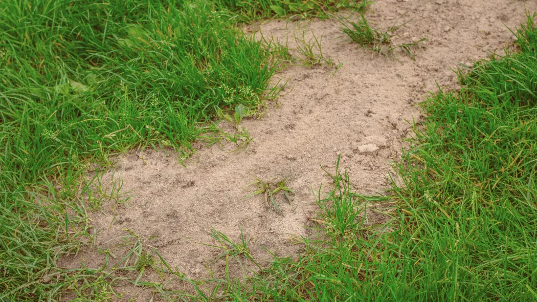 Deptany trawnik staje się klepiskiem? Sprawdź, jak uratować murawę