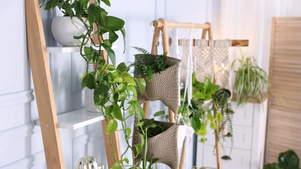 Wiszące rośliny domowe - do wiszących donic i makram