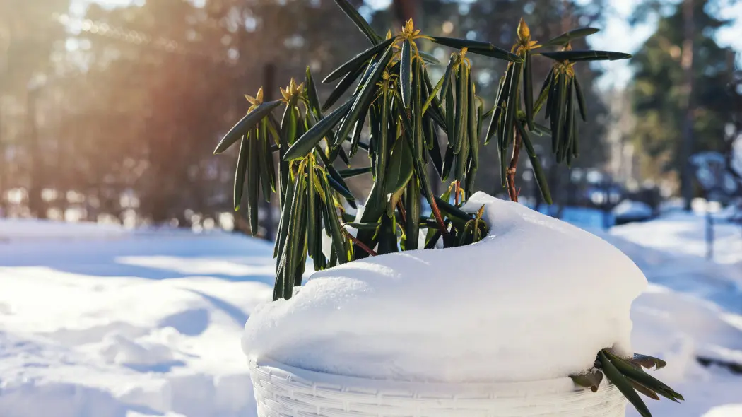 Zimowanie różaneczników w ogrodzie
