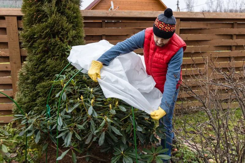 Osłanianie rododendronów przed zimą