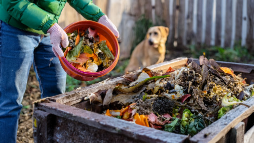 Kompost a zwierzęta domowe. O czym trzeba pamiętać i na co uważać