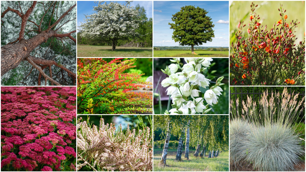 Ogród na słabej ziemi? Poznaj 10 roślin, które rosną wszędzie