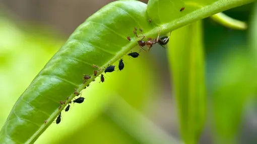 Dlaczego mrówki siedzą w kępach na roślinie? To znak, że ktoś im tutaj robi bufet