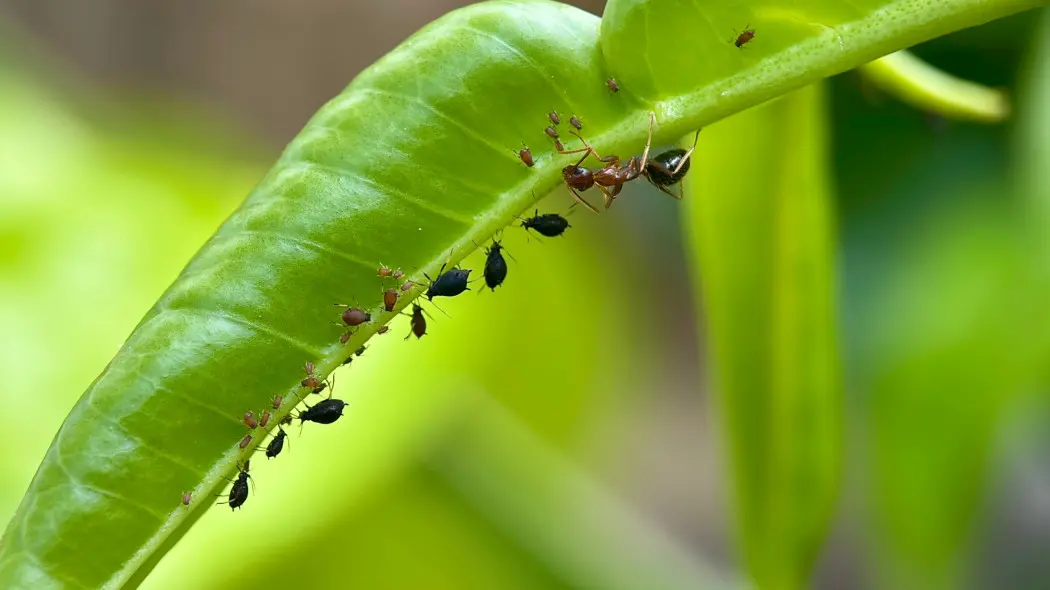Dlaczego mrówki siedzą w kępach na roślinie Te miejsca są dla nich jak bufet