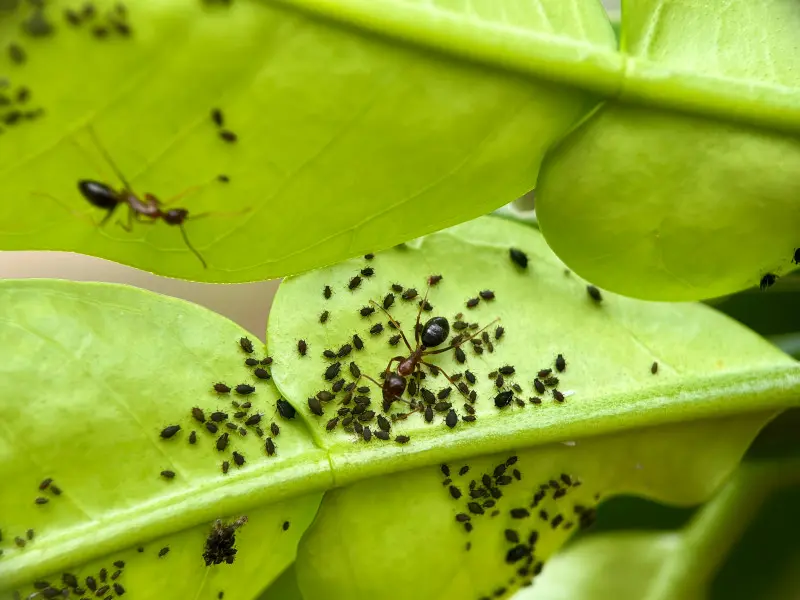 Mrówka na spodzie liścia wśród licznej kolonii czarnych mszyc – zbliżenie na żerowanie szkodników