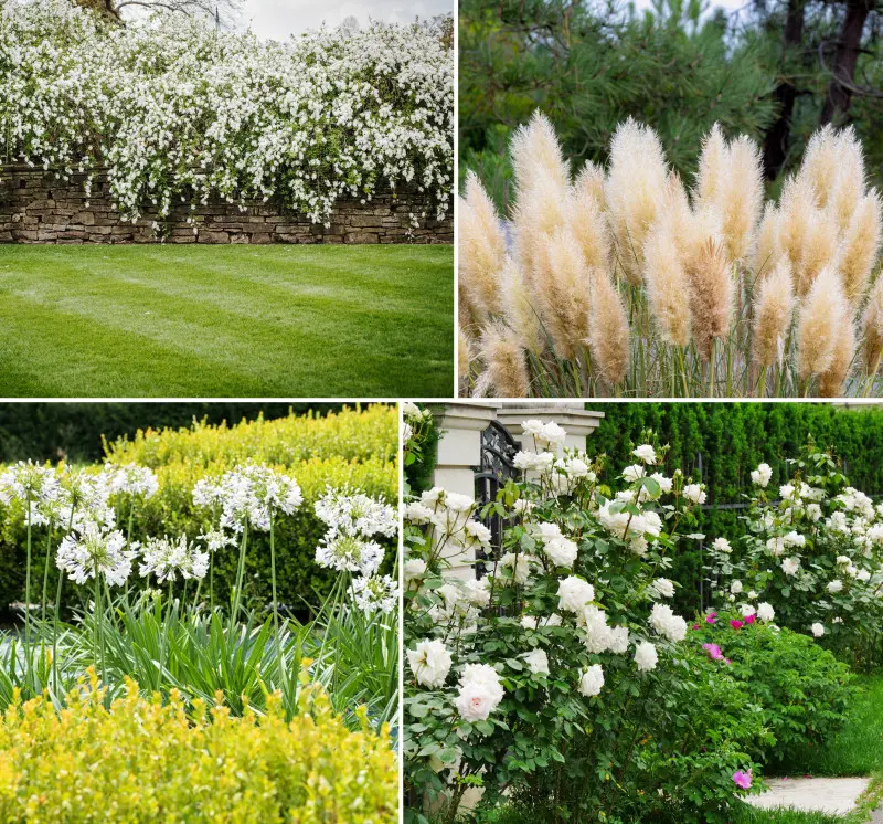 Ogród w kolorze Pantone 2026 Cloud Dancer