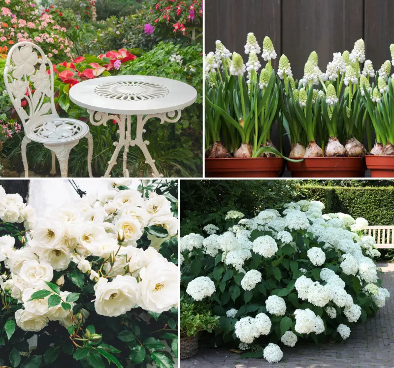 Ogród w kolorze Pantone 2026 Cloud Dancer