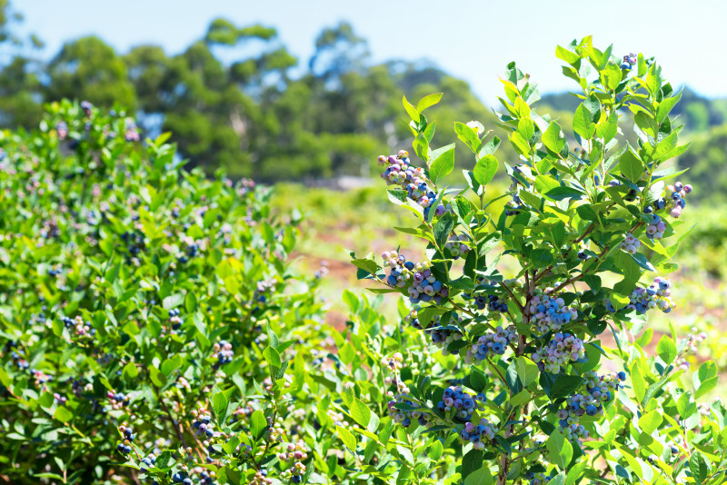 Borówka amerykańska potrafi odwdzięczyć się spektakularnymi plonami, ale tylko w sprzyjających warunkach