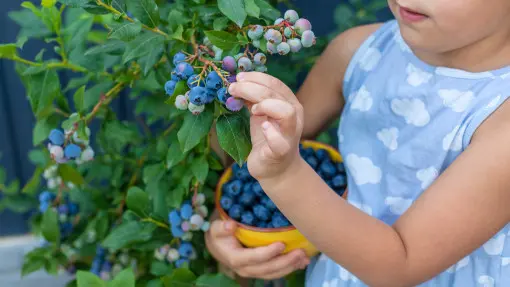 Gdzie nie sadzić borówki amerykańskiej? W takich warunkach nie zbierzesz plonów