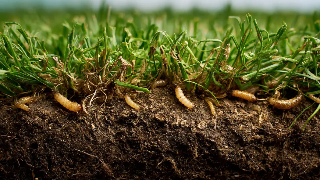 Chowają się w ziemi i zjadają korzenie