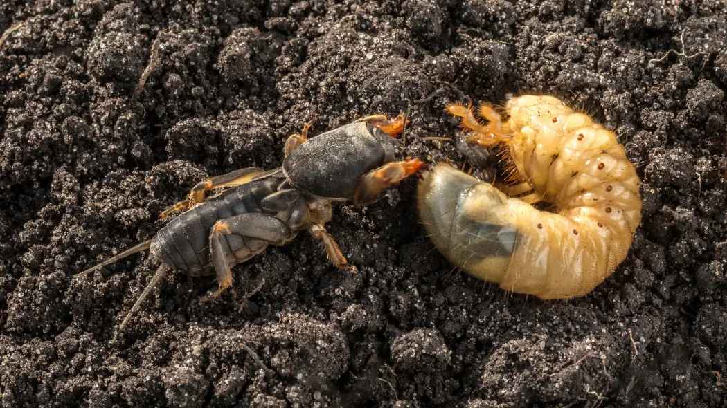 Rośliny więdną mimo podlewania? Pod ziemią czai się wróg – i to nie jeden