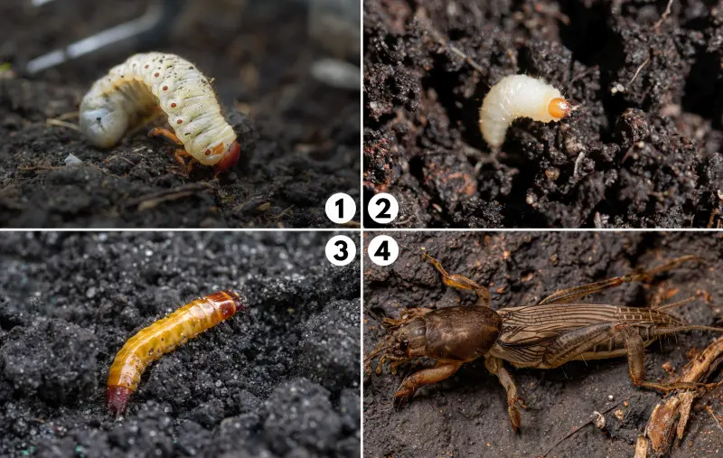 Chowają się w ziemi i zjadają korzenie