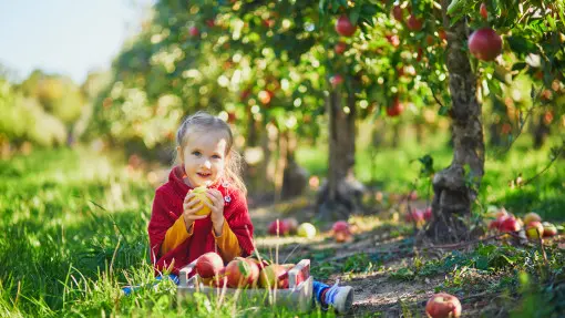 Czy można mieć sad i nie pryskać? Jak ekologicznie uprawiać drzewa owocowe?