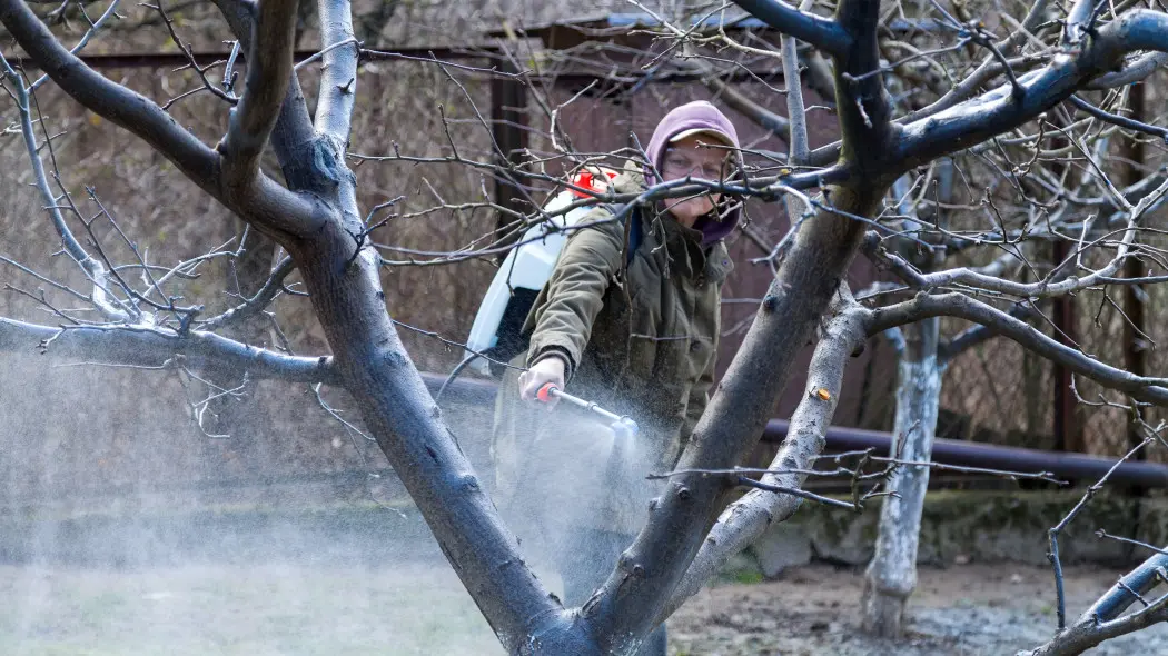 Te opryski przed sezonem chronią drzewa owocowe przed chorobami