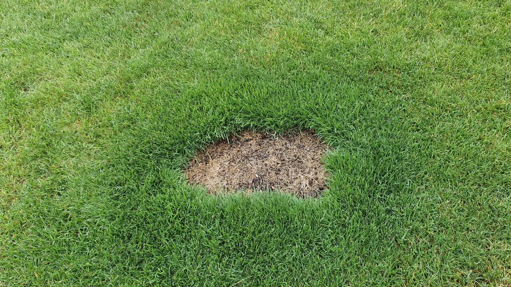 Łatanie dziur w trawniku. Krok po kroku do zielonego dywanu