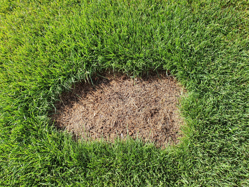 Plama na trawniku - pusty placek