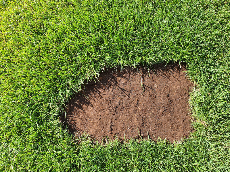 Udeptanie ziemi na nasionach