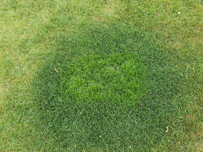 Czekanie na efekty i pielęgnacja młodej darni