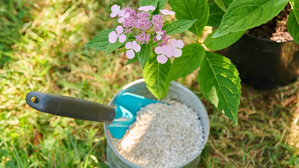 Nawóz zakwaszający do ogrodu