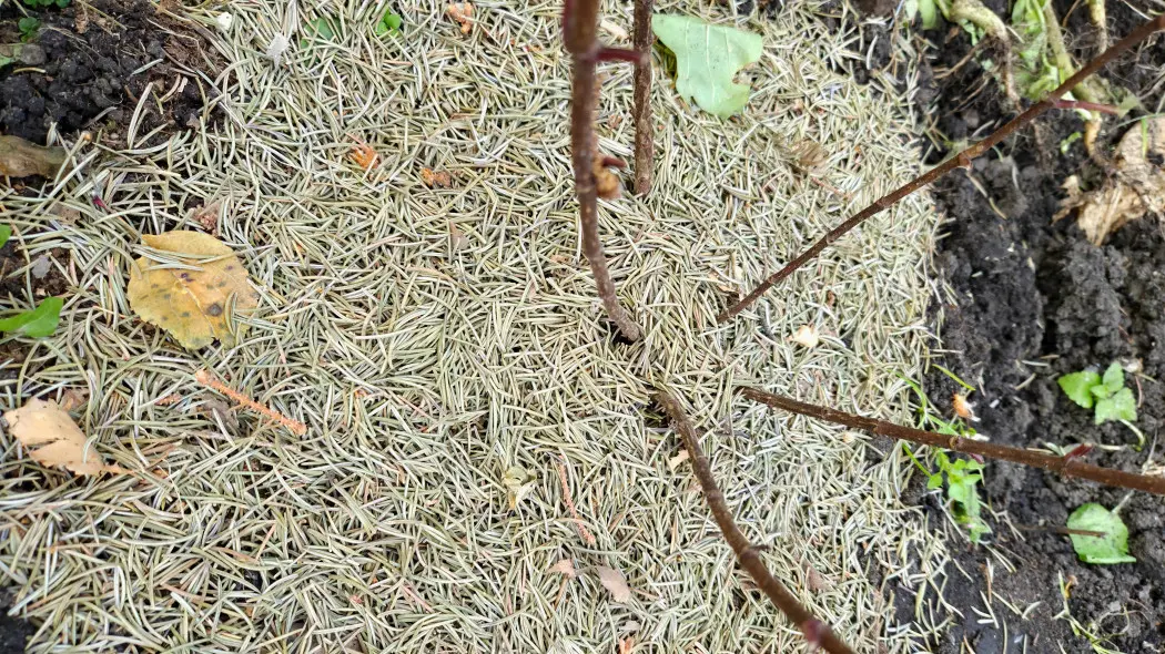 Igły z choinki jako nawóz i ściółka