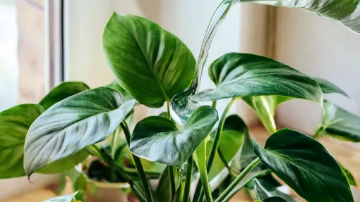 Podlewanie filodendronów – kiedy i jak to robić bez ryzyka przelania?