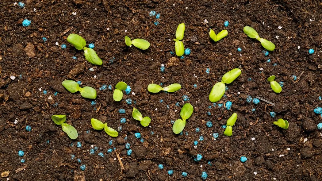 Ziemia do sadzenia + pół roku bez nawożenia. Dzięki tym kuleczkom