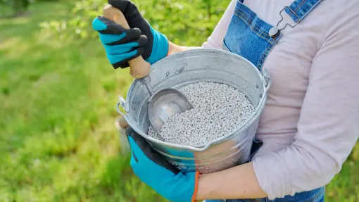 Podsyp tym borówki. Będziesz mieć rekordowe zbiory. Sam nawóz nie wystarczy