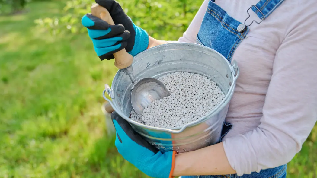 Podsyp tym borówki. Będziesz mieć rekordowe zbiory. Sam nawóz nie wystarczy
