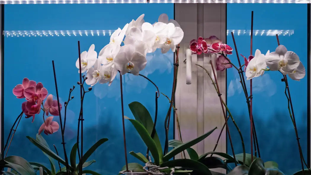 Doświetlanie kwiatów zimą dla początkujących