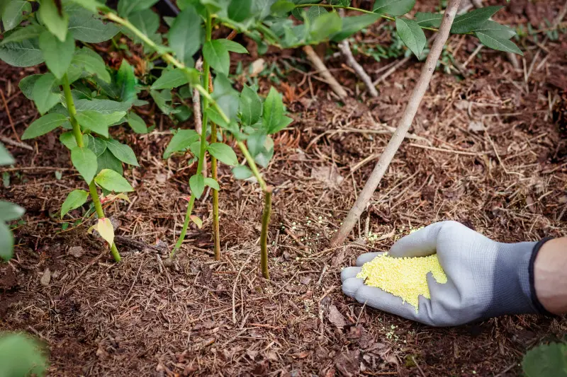  Podsyp borówki nawozem zakwaszającym, ściółką i torfem