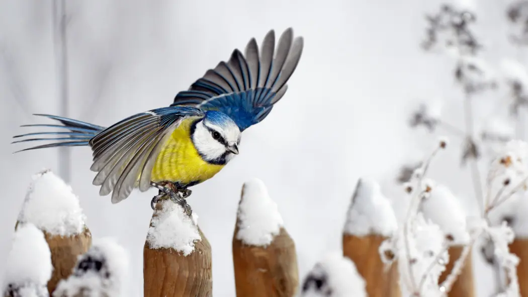 Zimowe dokarmianie ptaków przy domu