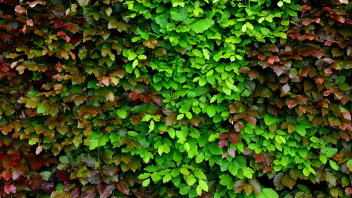 Żywopłot liściasty mieszany, sezonowy. Jakie rośliny wybrać? Jak założyć i jak dbać?