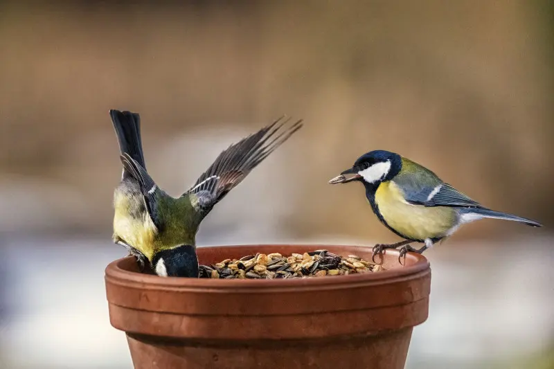 Sikory jedzą ziarno z doniczki na balkonie lub w ogrodzie – karmienie ptaków w pojemniku zimą.