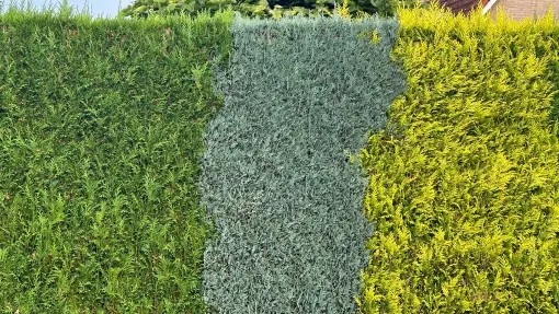 Żywopłot całoroczny. Jakie rośliny wybrać? Jak założyć i jak dbać?