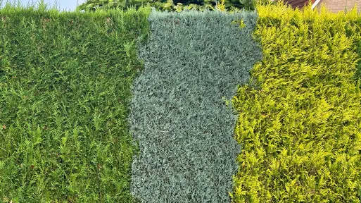 Żywopłot całoroczny. Jakie rośliny wybrać? Jak założyć i jak dbać?