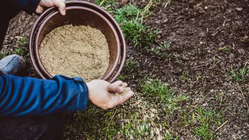 Po co mieszać nasiona trawy z piaskiem przed wysiewem?