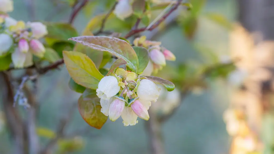 Wiosenne przymrozki to zagrożenie dla kwiatów borówki