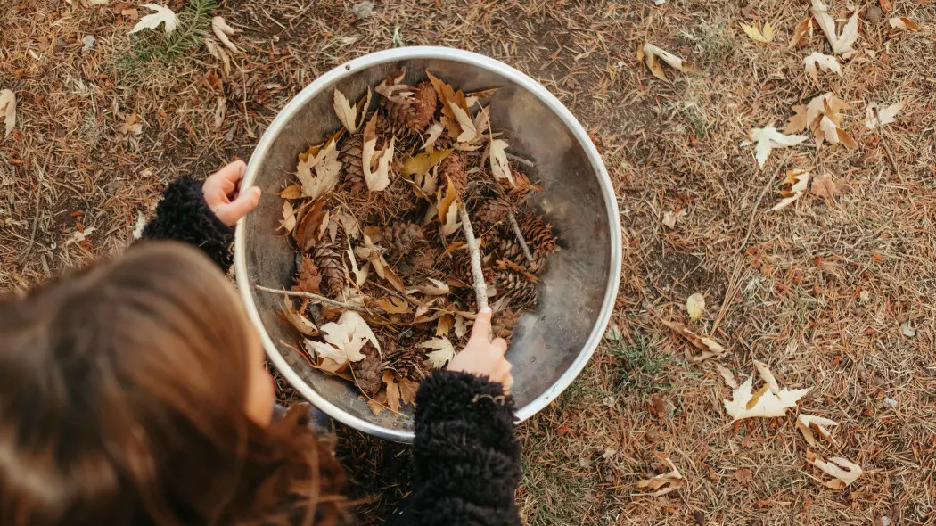 Nawóz z szyszek sosnowych