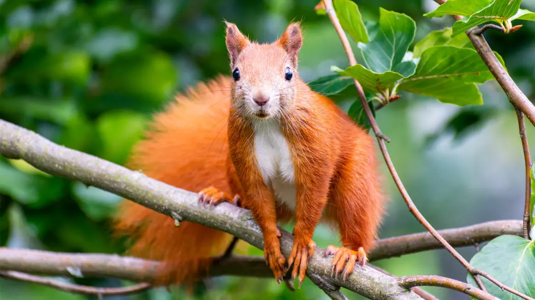 Ogród dla wiewiórek