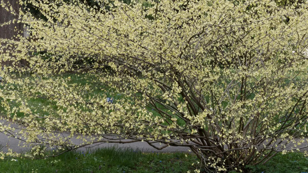 Leszczynowiec skąpokwiatowy  (Corylopsis pauciflora). Kwitnący na jasnożółty kolor krzew w ogrodzie pod koniec zimy