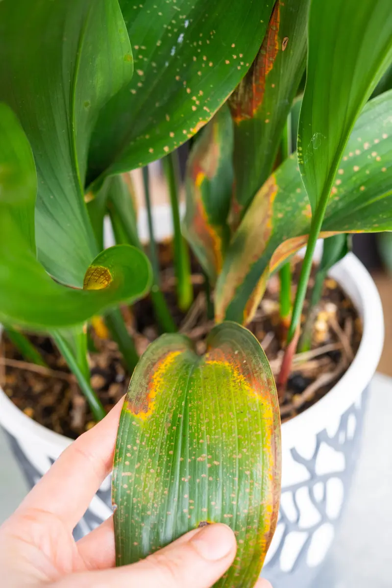 Błędy i problemy w uprawie aspidistry