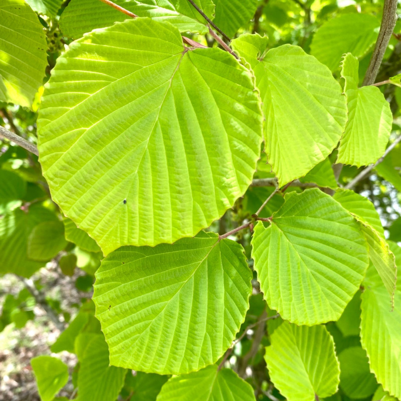 Liście leszczynowca skąpokwiatowego