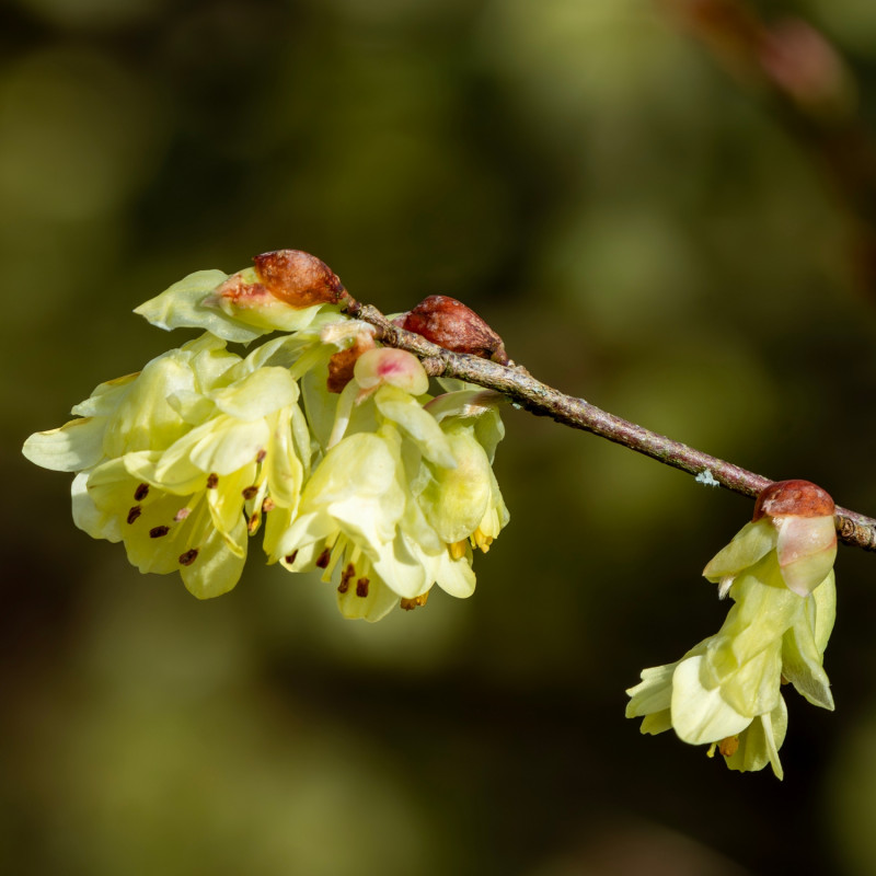 Kwiaty leszczynowca skąpokwiatowego
