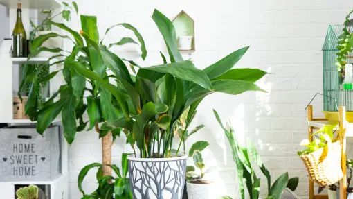 Żelazny liść zniesie wiele błędów i zaniedbań. Da sobie radę nawet w cieniu i oczyści powietrze w domu