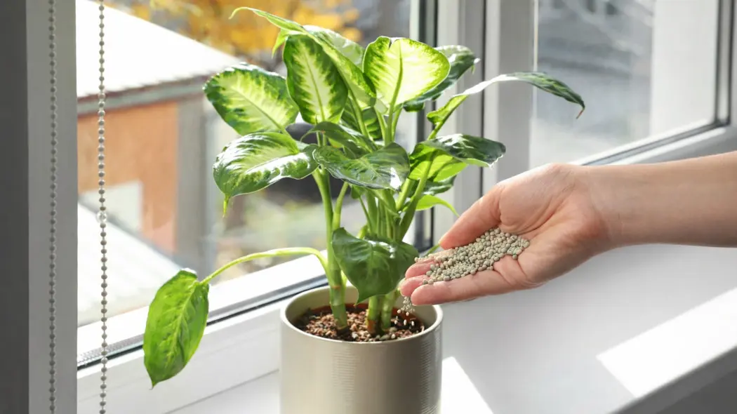 Nawożenie difenbachii