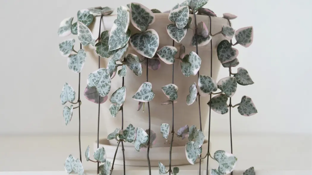 Sznur serc wygląda romantycznie i nie wymaga wiele. Łatwo się w nim zakochać i o niego dbać