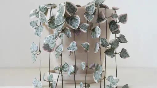 Sznur serc wygląda romantycznie i nie wymaga wiele. Łatwo się w nim zakochać i o niego dbać