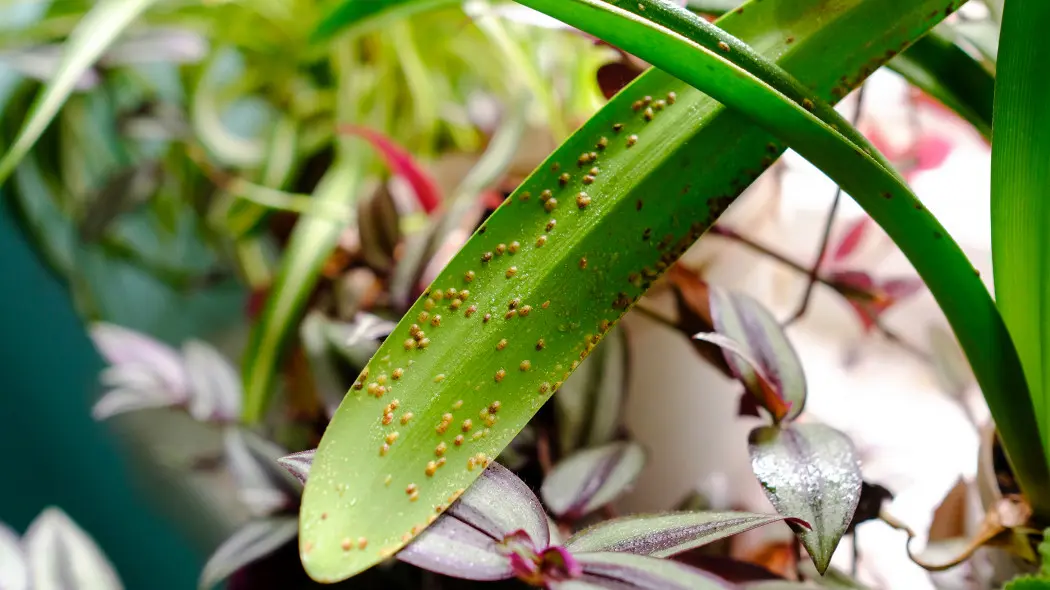 Szkodniki zwartnicy hipeastrum