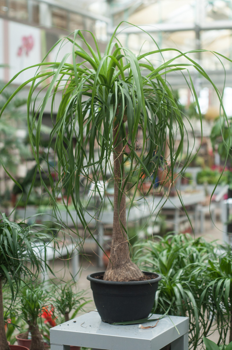 Nolina - roślina stopa słonia