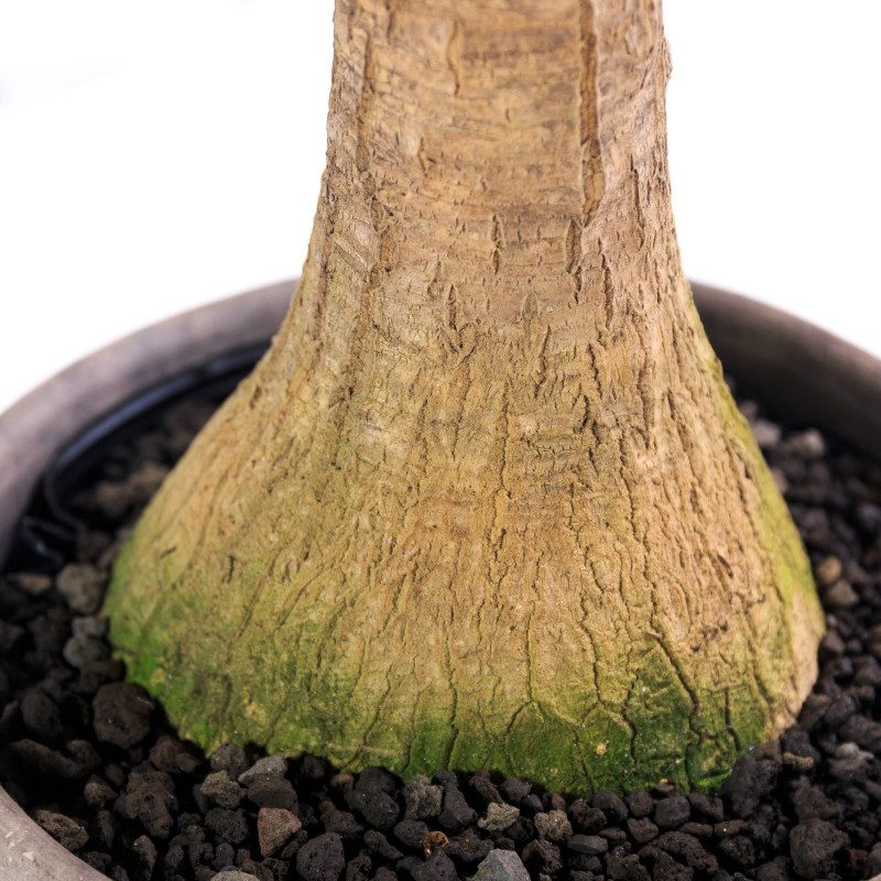 Gruby pień noliny jak noga słonia